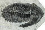 Bargain, Hollardops Trilobite Fossil - Ofaten, Morocco #287455-3